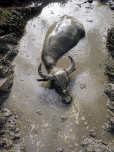 Water Buffalo Lying In Mud