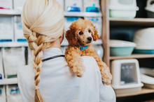 Happy And Smiled Middle Age Veterinarian Woman Standing In Pet Shop And Holding Cute Miniature Red Poodle While Looking At Camera.