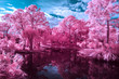© Adam Nixon/Stocksy - Black water lake and pink trees