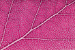 © Ilya/Stocksy - Pink spring leaves background