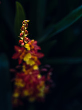 Close Up Of Orchids