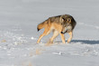 Grey Wolf (Canis lupus) Turns to Look Left in Snowy Field Winter