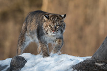 Bobcat (Lynx Rufus) Kicks Up Snow On Log Winter