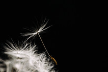 Close Up Side View Of Dandelion Seed On Black Background
