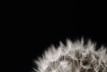 Close Up View Of Dandelion Seeds On Black Background