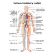 Human circulatory system with main parts labeled. Vector illustration in flat style.