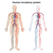 Human arterial and venous circulatory system. Vector illustration in flat style.