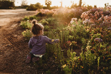 Backlit Image Of Back Of Toddler Girl Playing In Field Of Flowers