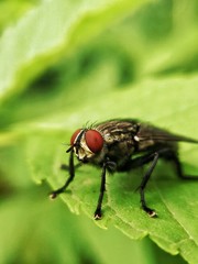 housefly