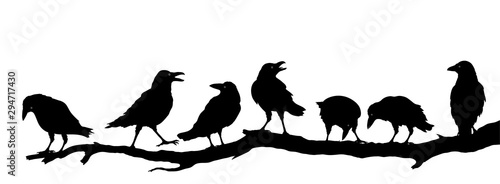 Fotomural Rabenvögel am Ast, Raben Gruppe Silhouette, Vektor Illustration isoliert auf wei