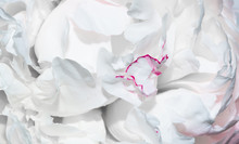 White Flower Petals With A Fine Pink Edge