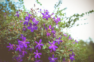 Wall Mural - Purple princess flower, Glory flower or Tibouchina Urvilleana in full bloom