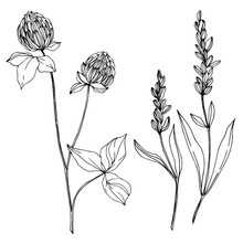 Vector Wildflower Floral Botanical Flowers. Black And White Engraved Ink Art. Isolated Wildflowers Illustration Element.