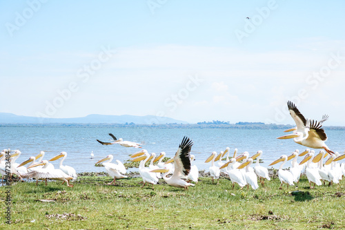 Photographie Large White Pelican flock at Crescent Island, a private game sanctuary in the Lake Naivasha in Kenya, Africa