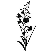 Branch Of Fireweed Flower. Rosebay Willowherb Plant. Ivan Chai. (Onagraceae). (Epilobium Angustifolium). (Chamaenerion Angustifolium). Black Silhouette On White.