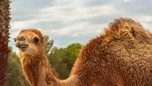 Natural Park Reservation Reserva Africaine Sigean Camel