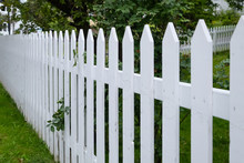 A White Picket Fence Enclosing A Garden With Tall Maple Trees Filled With Leaves And Rich Green Grass. The Long Line Of Palings With Pointed Tips Have Rose Leaves Poking Out Through Them. 