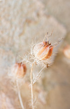 Dried Nigella Seed Pods, Dried Love In A Mist Seed Pods, Beige Round Flower Seed Pods With Delicate Dried Leaves
