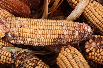 Sticker - Corn cob heap on the ground