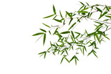 Fototapeta Sypialnia - Bamboo leaves isolated on white background