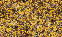 Golden Aspen Leaves Cover The Forest Ground Creating Colorful Background Texture
