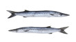 Barracuda or Seapike fish isolated on white background.