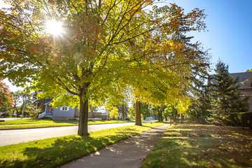 Wall Mural - Autumn park natural landscape. Golden leaves foliage on trees in front of road in village at late Autumn