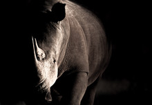 Rhino Black And White