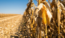 Ripe Corn On The Cob In A Field