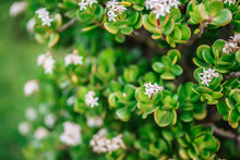 Crassula Ovata. Close Up Of Flowers On A Jade Plant Crassula Ovata