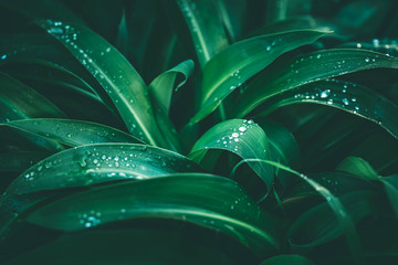 tropical leaf with rain droplets, dark green foliage texture backgrounds