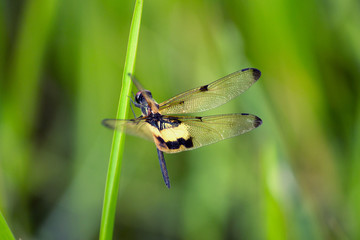 dragonfly on leaf