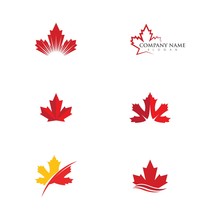Maple Leaf Vector Illustration