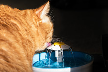 Close Up Of Orange Cat Drinking From A Pet Water Fountain; Dark Background