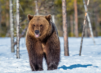 Wall Mural - brown bear on the snow in spring forest. front view. ursus arctos.