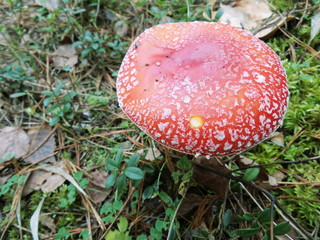 Harmful mushroom in autumn forest