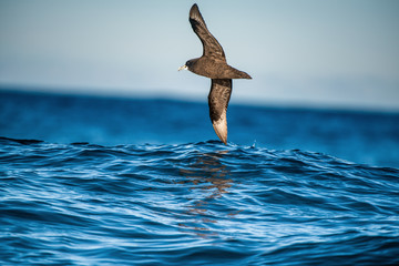 Wall Mural - Petrel in flight. The white-chinned petrel or Cape hen.  Scientific name: Procellaria aequinoctialis. South Africa.