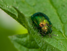 Small Green Golden Bug On A Leaf