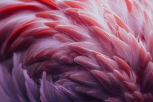 Beautiful Close-up Of The Feathers Of A Pink Flamingo Bird. Creative Background.