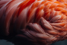 Beautiful Close-up Of The Feathers Of A Pink Flamingo Bird. Creative Background.