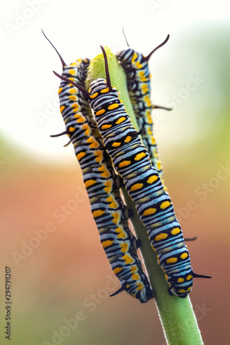 Chenille Papillon Monarque Stock Photo Adobe Stock Chenille Papillon Monarque Stock Photo Adobe Stock