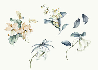 flowers watercolor illustration.manual composition.big set watercolor elements.
