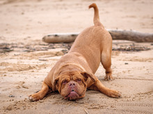 Dog De Bordeaux Plays On The Sand