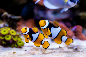 Wall Mural - Nemo fish. Amphiprion in Home Coral reef aquarium. Selective focus.