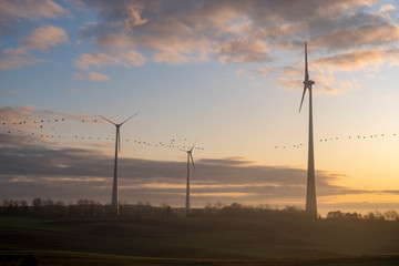 Wall Mural - windmills on a field in Germany during a beautiful multicolored sunrise