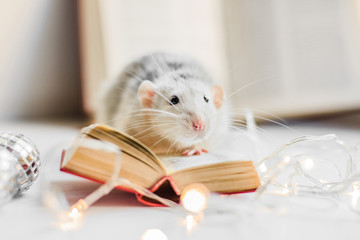 Cute white fancy rat reading small book in garland lights