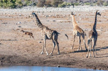 Angolan Giraffes - Giraffa Giraffa Angolensis Standing Near A Waterhole In Etosha National Park, Namibia.