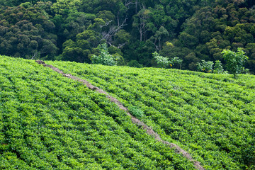 Tea harvest in plantation in rural Sri Lanka