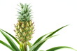 fresh pineapple fruit on a pineapple plant (Ananas comosus) isolated on a white background with copy space