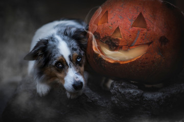 Dog at Halloween. Dog with pumpkin. Tricke or treat.